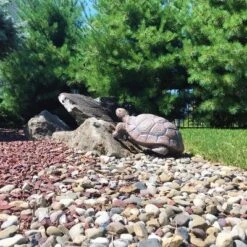 Sunnydaze Decor Sunnydaze Indoor/Outdoor Lifelike Large Tanya The Tortoise Patio Garden Yard Entryway Decorative Statue - 20" -Sunnydaze Decor GUEST 2453dff5 ee1a 4be3 8836 013b60f9fbca