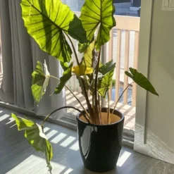 Sunnydaze Decor Sunnydaze Indoor/Outdoor Captivating Vista Decorative Glazed Ceramic Planter For Greenery Or Flowers - 14" -Sunnydaze Decor GUEST 55869cf3 6ea0 4cfd b303 2c5ef663530c