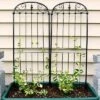 Sunnydaze Decor Sunnydaze Metal Wire Traditional Garden Trellis For Climbing Plants And Flowers - 32" H - Black - 2-Pack 1 Sunnydaze Decor Sunnydaze Metal Wire Traditional Garden Trellis For Climbing Plants And Flowers - 32" H - Black - 2-Pack -Sunnydaze Decor GUEST 636a52bf 1d88 49a4 81ba 8ac52d651522