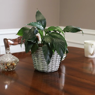 Sunnydaze Decor Sunnydaze Gray Willow Wicker Planter Baskets With Handles And Plastic Lining - Set Of 5 7 Sunnydaze Decor Sunnydaze Gray Willow Wicker Planter Baskets With Handles And Plastic Lining - Set Of 5 - Image 5